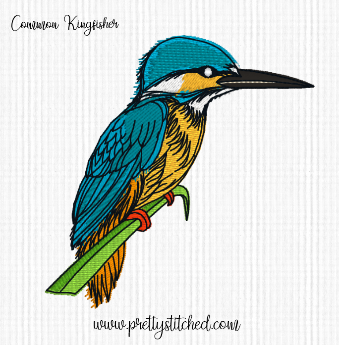 COMMON KINGFISHER