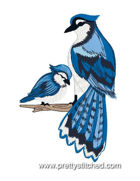 BLUE JAY BIRD